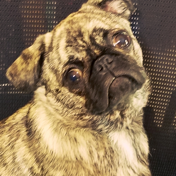 Meet The Posher - Picture 3 of 15